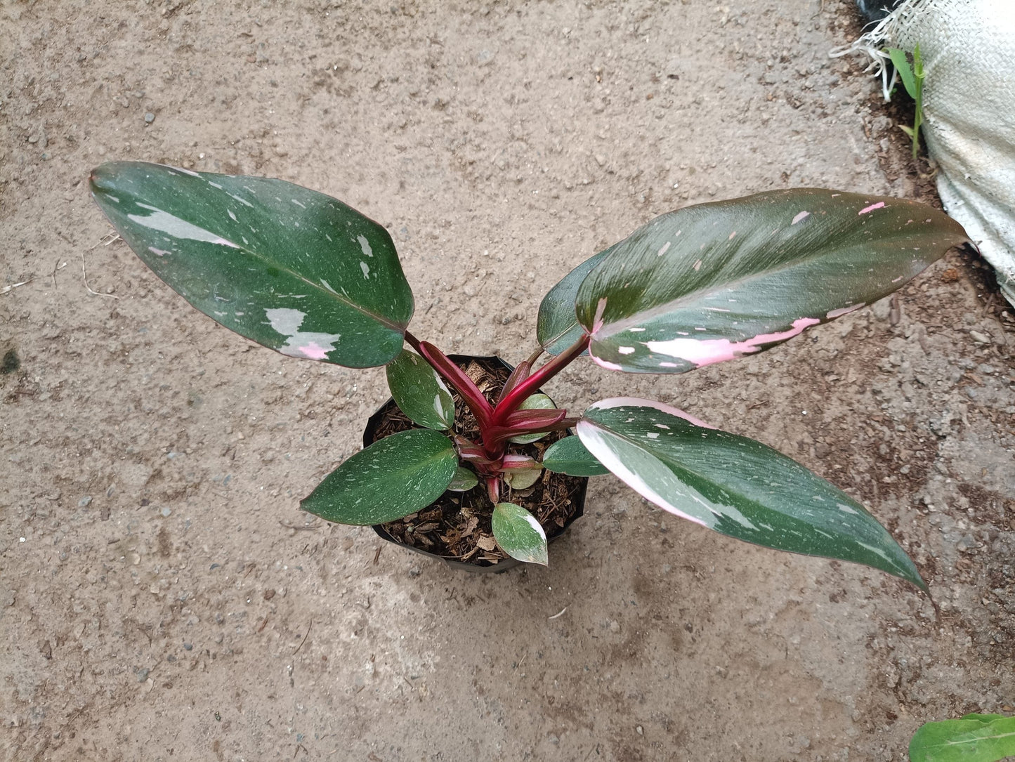 Philodendron Pink Princess: Unveiling Tropical Elegance for Your Indoor Oasis – Bare-Rooted