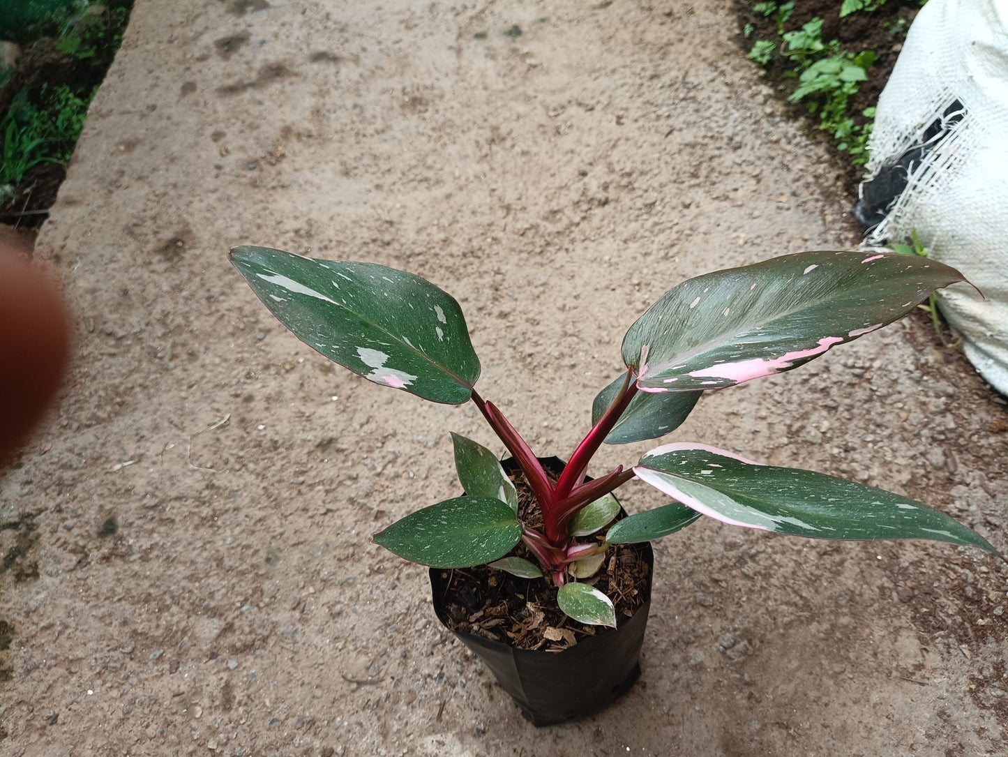 Philodendron Pink Princess: Unveiling Tropical Elegance for Your Indoor Oasis - My Store