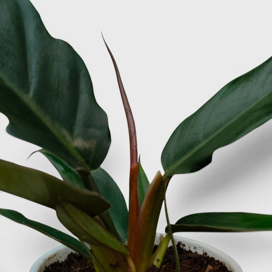 Healthy well-rooted Philodendron Pluto indoor plant