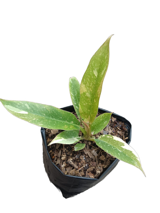 Philodendron Ring of Fire Variegated - Alluring Tropical Beauty - My Store