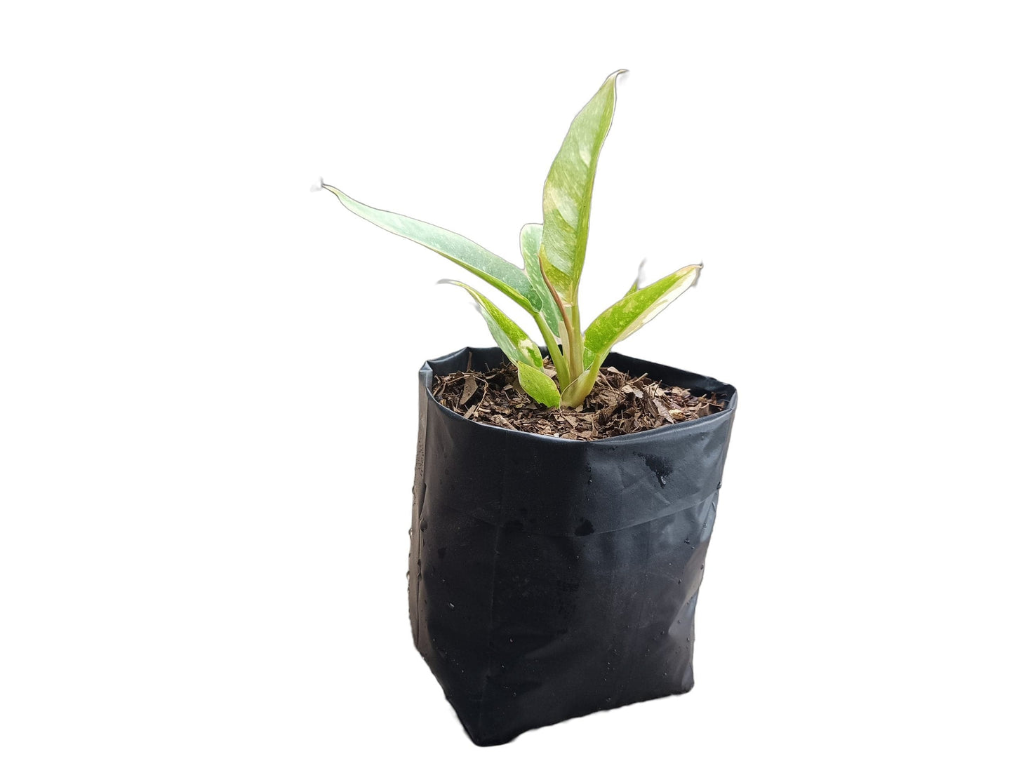 Philodendron Ring of Fire Variegated - Alluring Tropical Beauty – Bare-Rooted