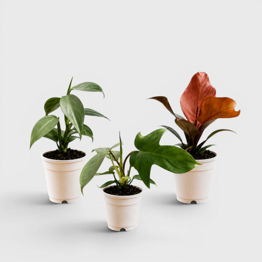 Rare Philodendron Combo Pack of 3 | Silver Sword, Florida Beauty & McColley's Finale