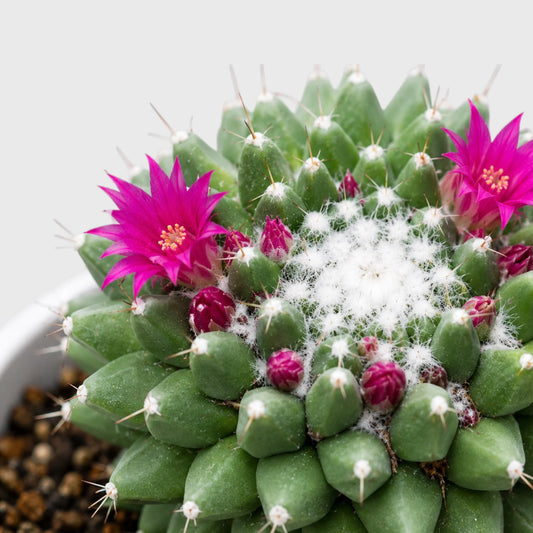 Mammillaria Polythele | Mature Flowering Cactus Live Plant