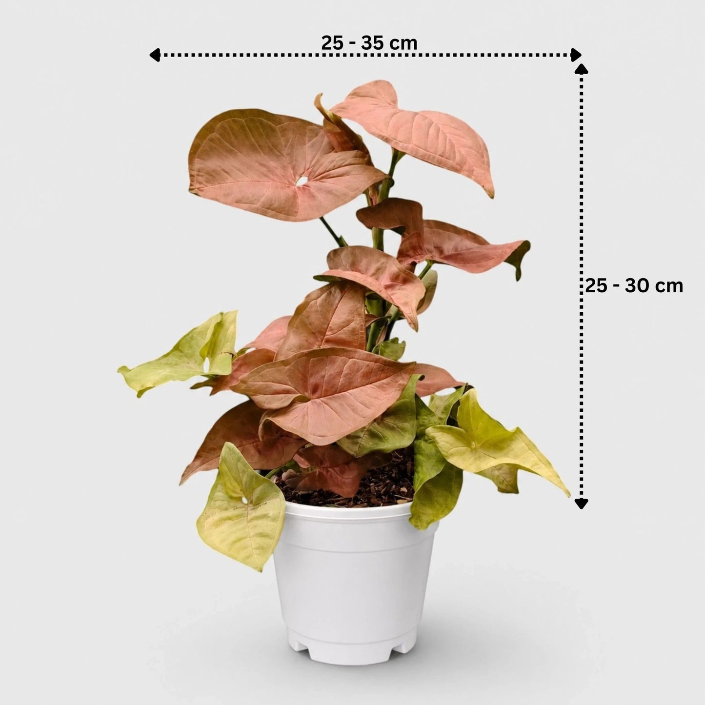 Syngonium Pink – Pink Arrowhead Plant | Easy Care Indoor Foliage Plant | Perfect for Home Decor