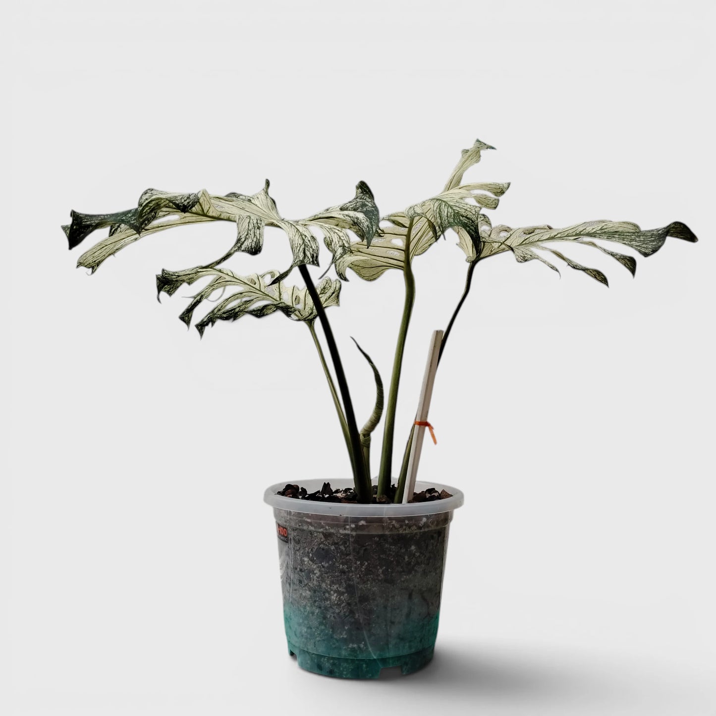 Rare Monstera 'Devil Monster' – Giant Fenestrated Monstera
