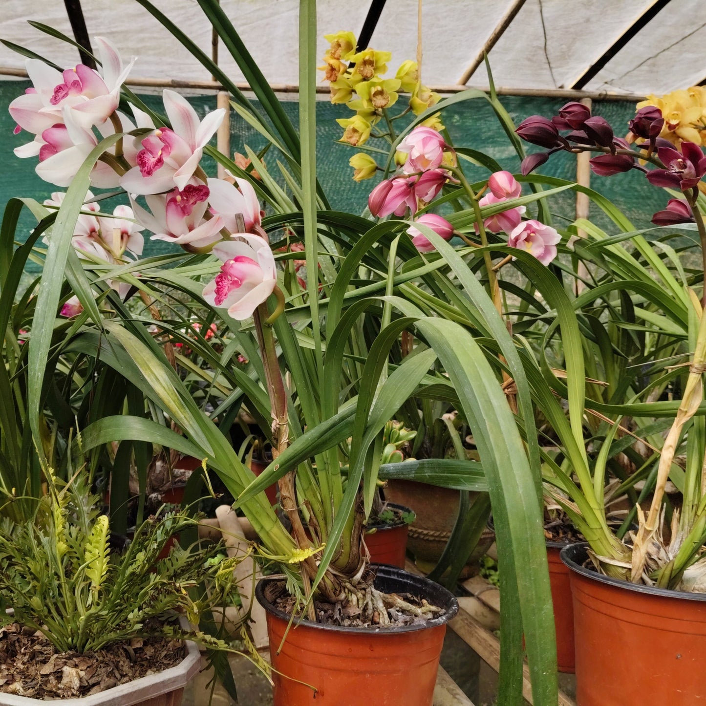 Indoor white Cymbidium orchid plant