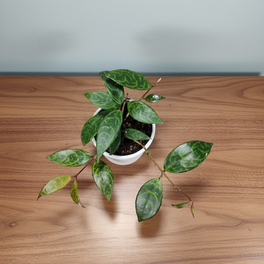 Black Pagoda Lipstick Plant (Aeschynanthus longicaulis) – Mature Medium Size, Well-Rooted, Bare-Rooted Indoor Hanging Plant