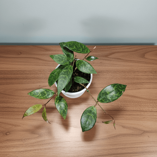 Black Pagoda Lipstick Plant (Aeschynanthus longicaulis) – Mature Medium Size, Well-Rooted, Bare-Rooted Indoor Hanging Plant