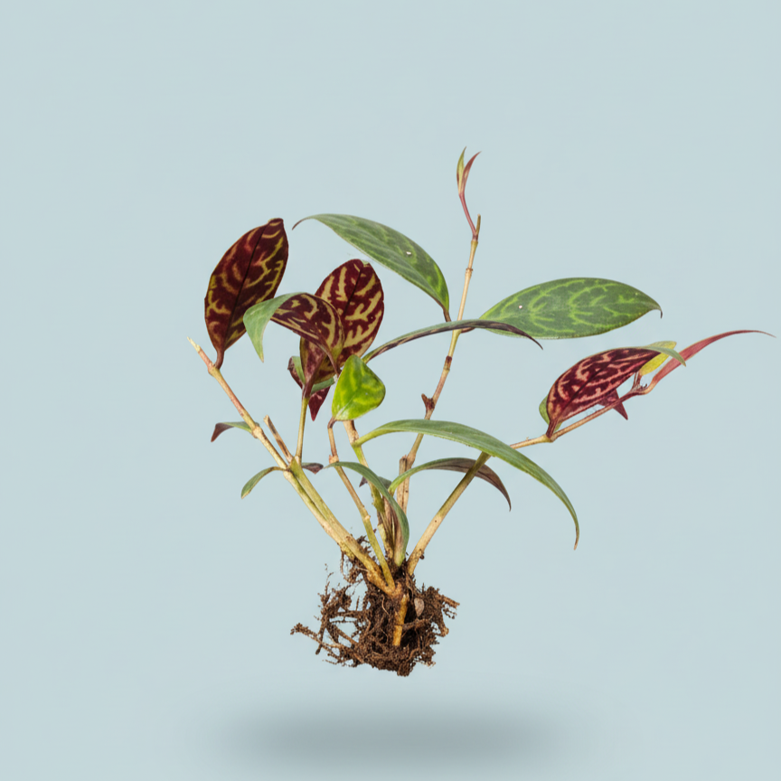 Black Pagoda Lipstick Plant (Aeschynanthus longicaulis) – Mature Medium Size, Well-Rooted, Bare-Rooted Indoor Hanging Plant