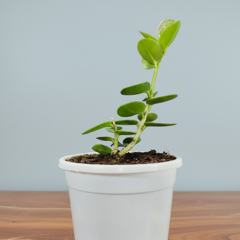 Hoya Cummingiana (Hoya cumingiana Decne.) Live Plant – Mature Medium Size, Well-Rooted, Bare-Rooted Indoor Hoya