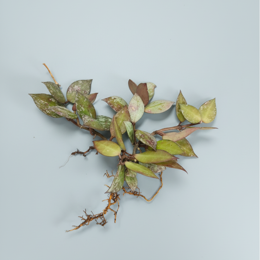 Hoya Krohniana Black Silver Live Plant – Mature, Well-Rooted Bare-Rooted Indoor Hanging Plant