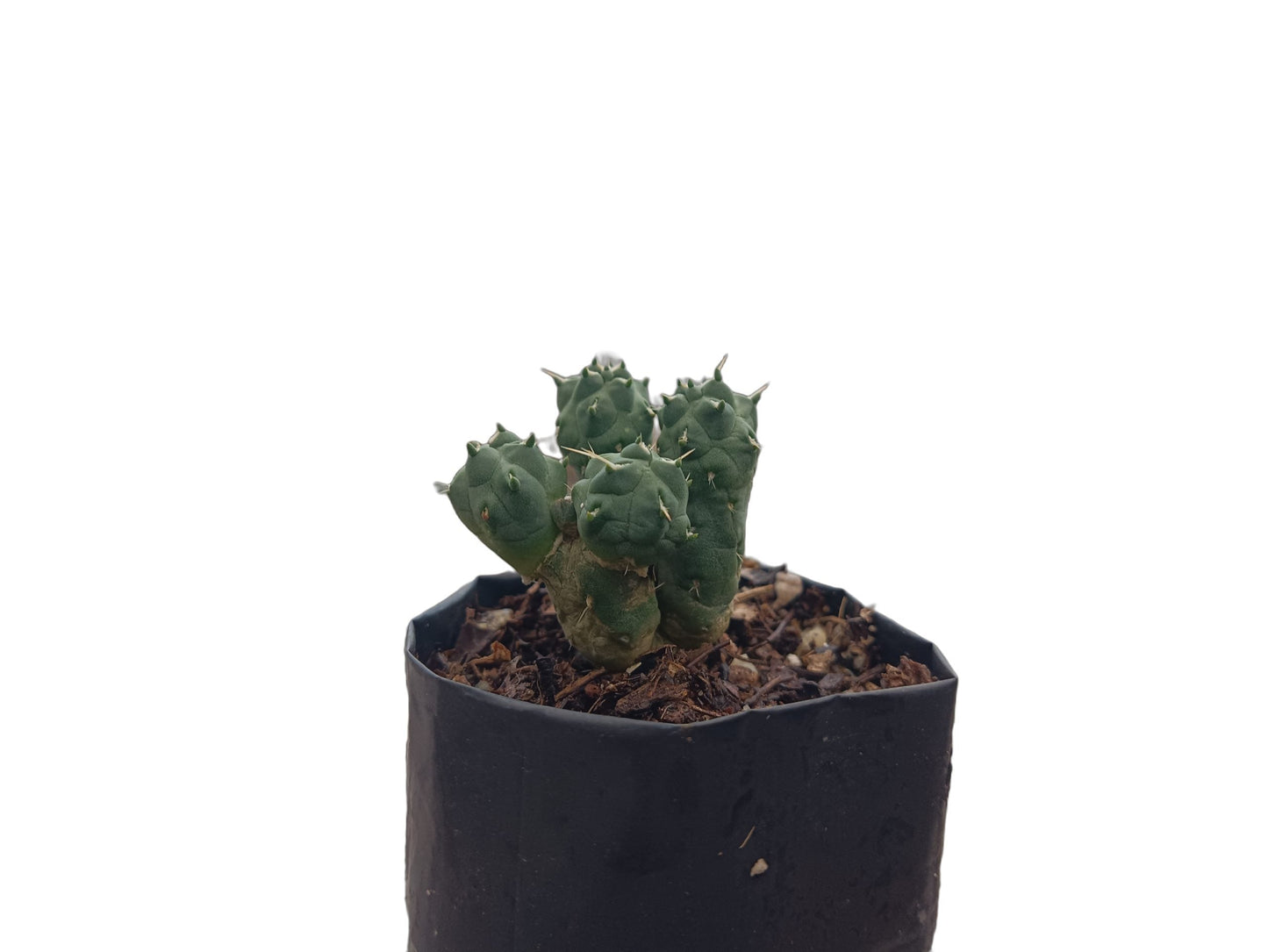 Puna Incahuasi Maihueniopsis Subterranea (Rare Cactus) - Nature's Enchantment for Every Space - My Store