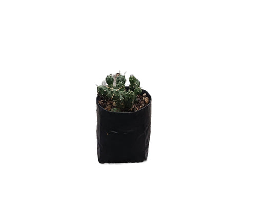 Puna Cactus (Incahuasi Maihueniopsis Subterranea) - Nature's Enchantment for Every Space – Bare-Rooted