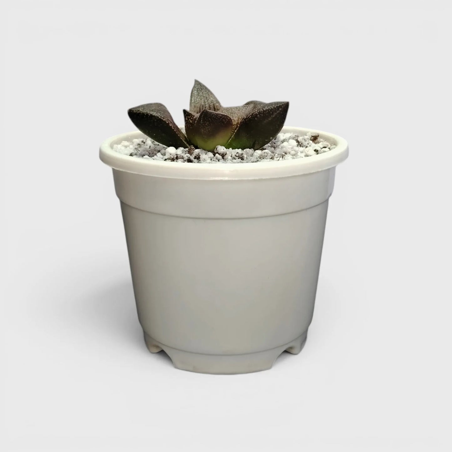 Rare Haworthia Picta Hybrid SR005 – Collector Grade Seed Grown Succulent | Bare Rooted