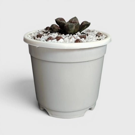 Rare Haworthia Picta Hybrid SR006 – Collector Grade Seed Grown Succulent | Bare Rooted
