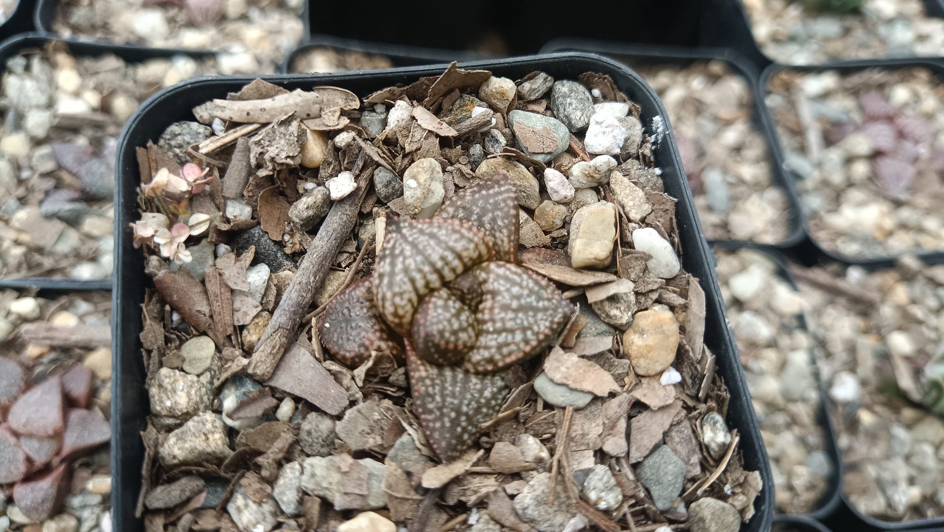 Rare Haworthia Picta Hybrid Succulents - Exquisite and Unique Beauties - My Store
