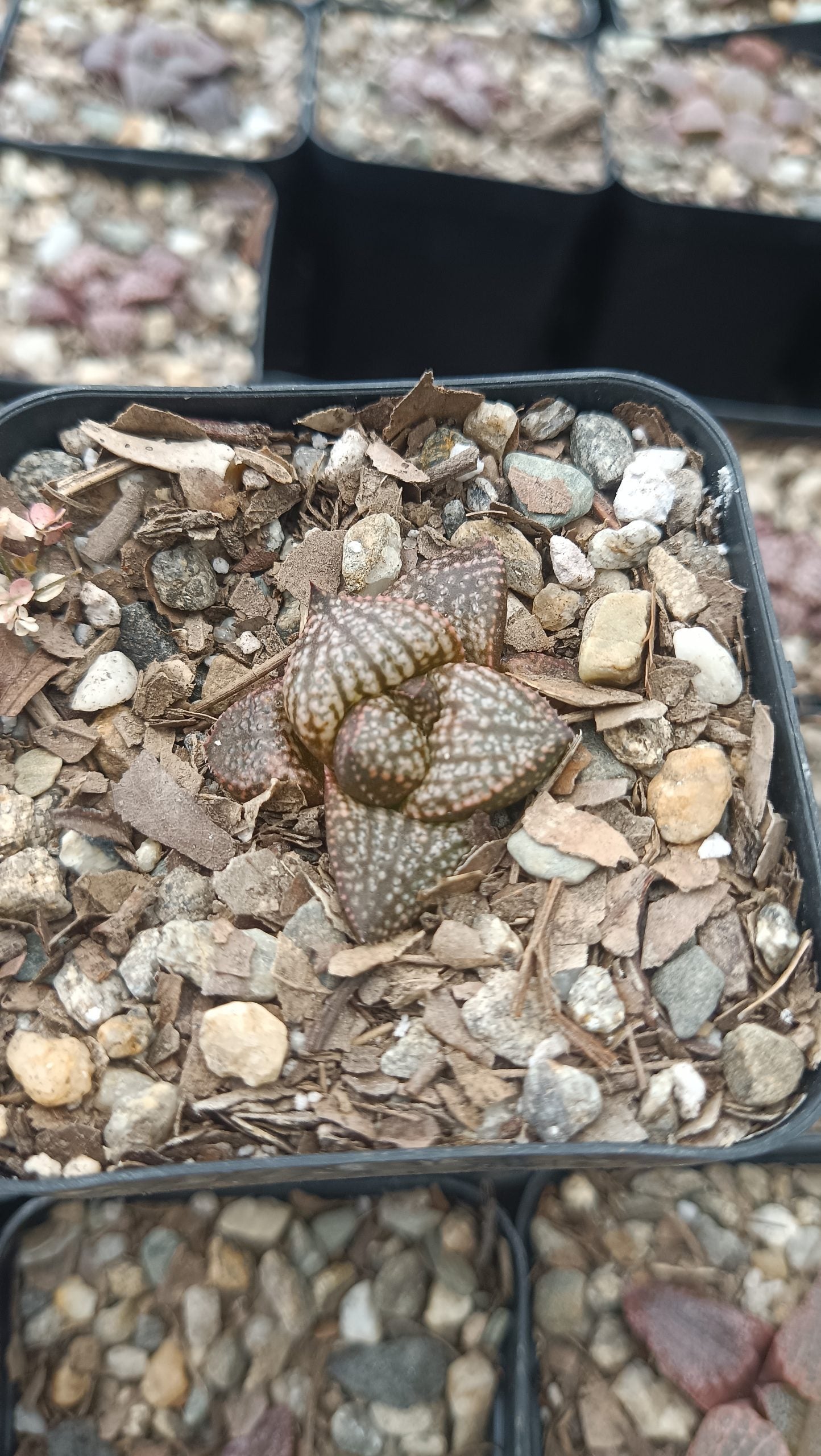 Rare Haworthia Picta Hybrid Succulents - Exquisite and Unique Beauties - My Store