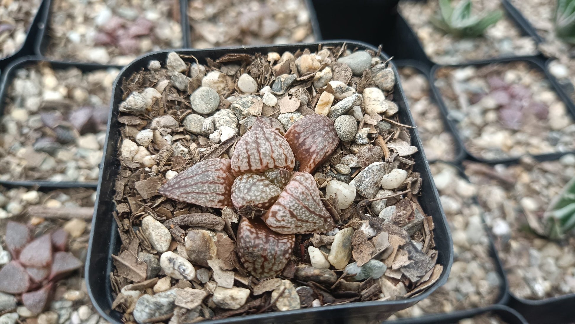 Rare Haworthia Picta x Empress Hybrid Succulent - My Store