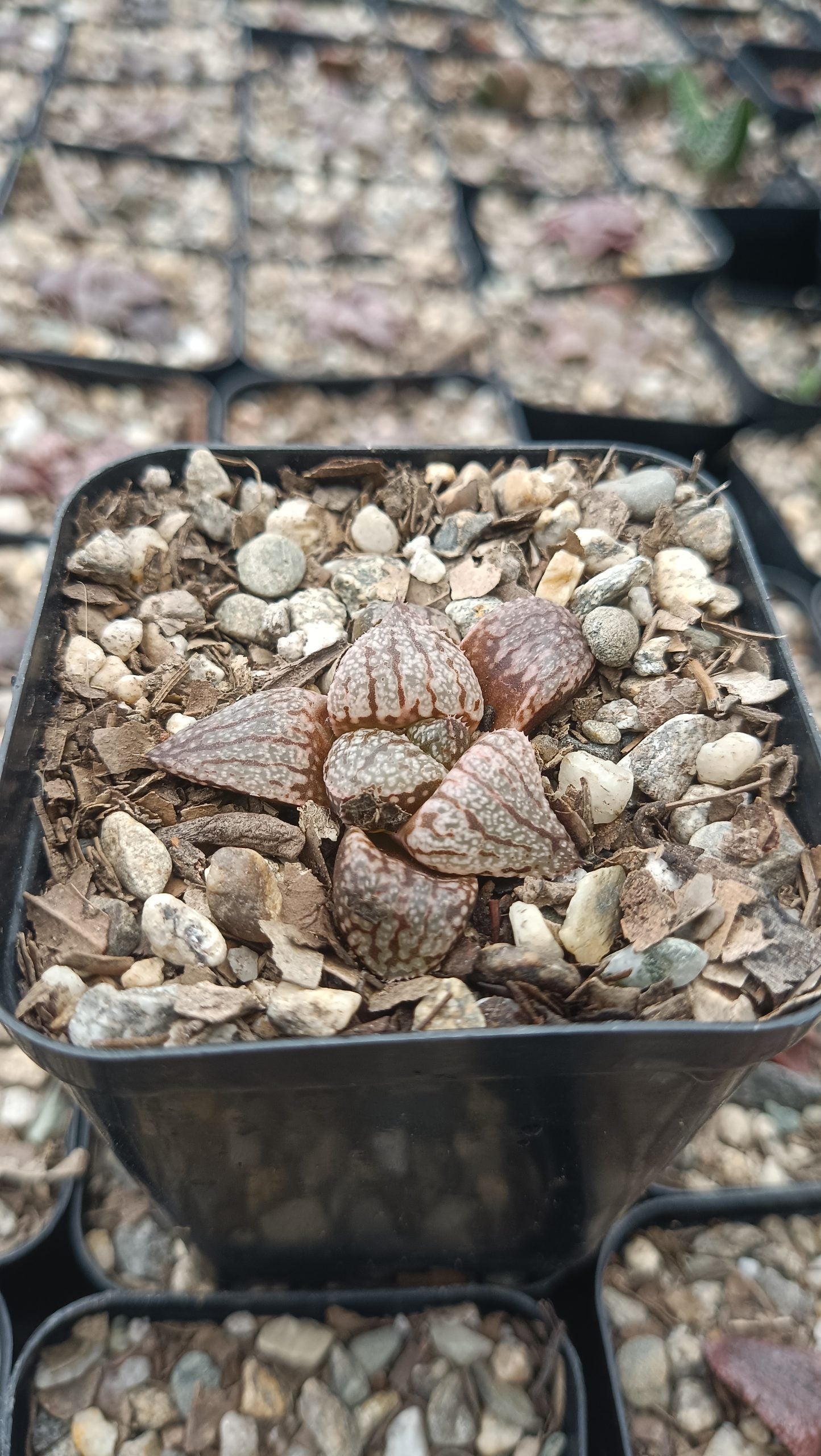 Rare Haworthia Picta x Empress Hybrid Succulent - My Store