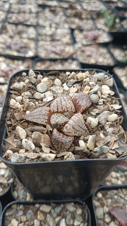 Rare Haworthia Picta x Empress Bare-Rooted Hybrid Succulent