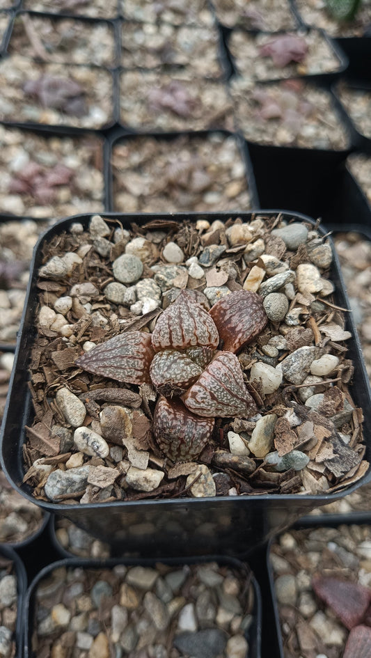 Rare Haworthia Picta x Empress Hybrid Succulent - My Store
