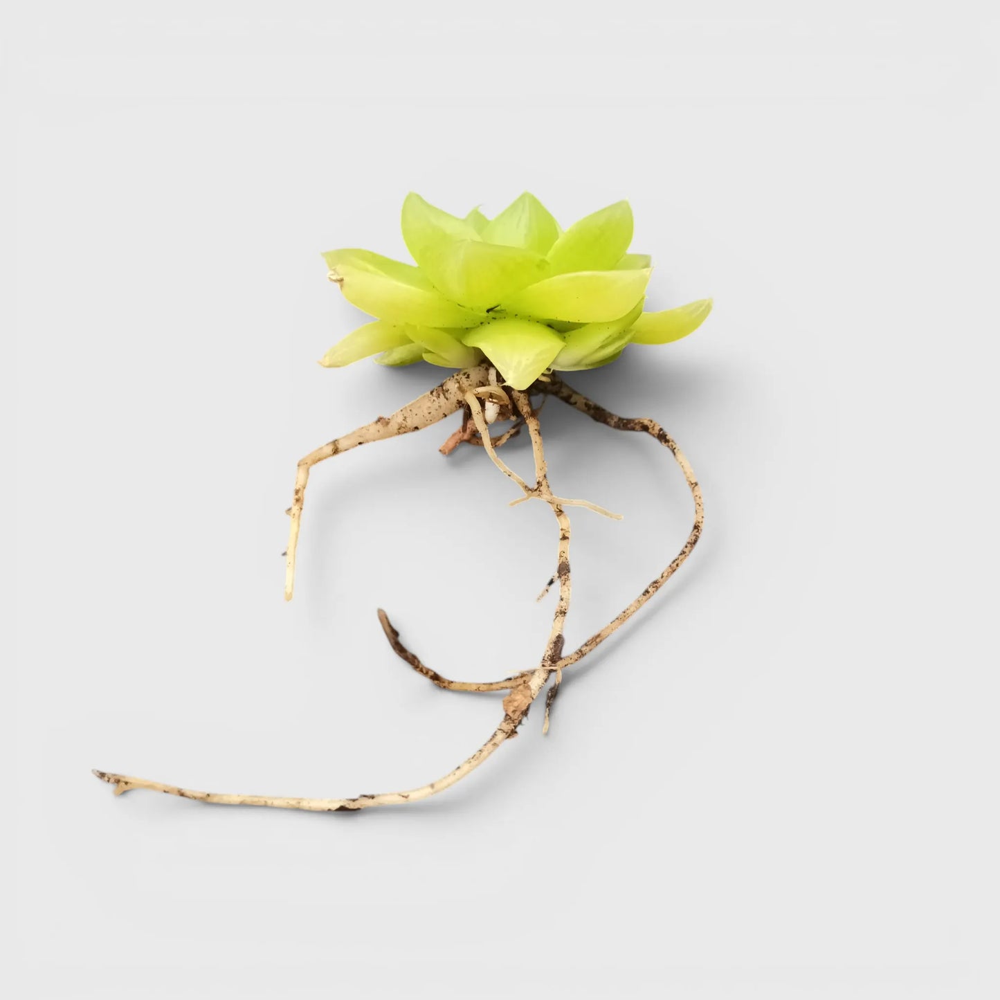 Golden Yellow Haworthia Cymbiformis Rare Variegated Succulent Plant | Perfect for Indoor Collections | Bare Rooted