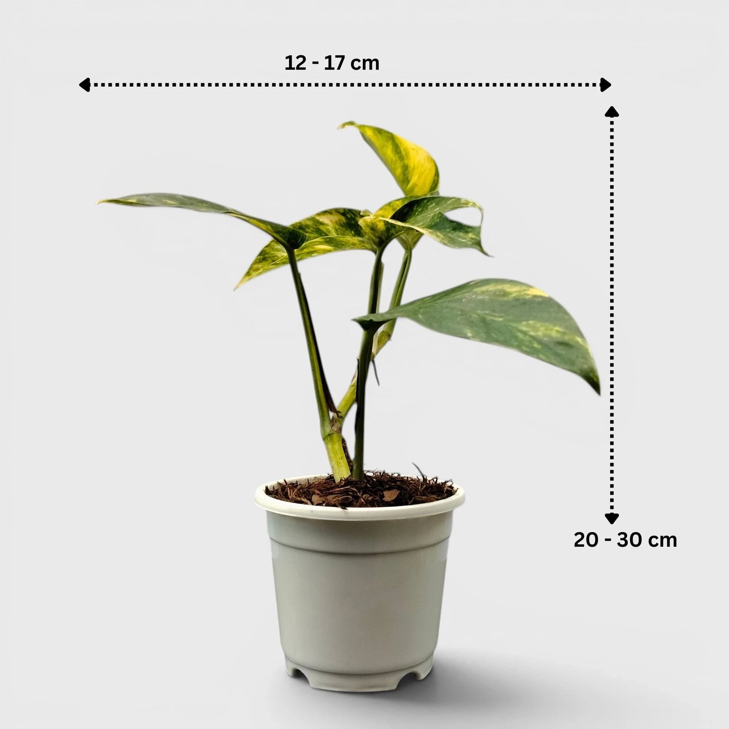Rare Epipremnum Pinnatum Golden Flame (Cintho Goldfinger) | Medium Size Well Rooted Mature Indoor Plant