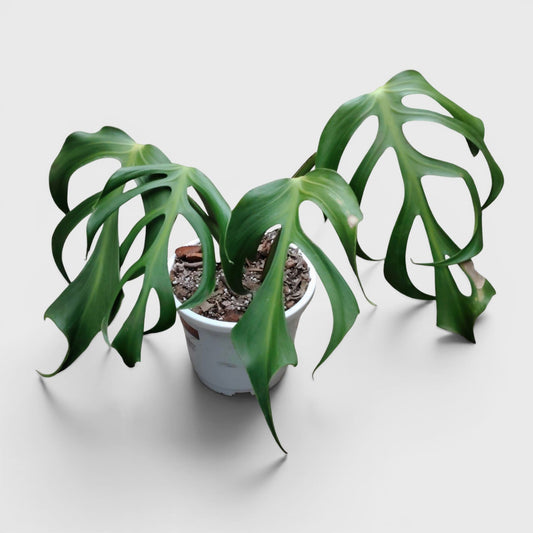 Monstera Burle Marx Flame – Rare Collector Foliage Plant