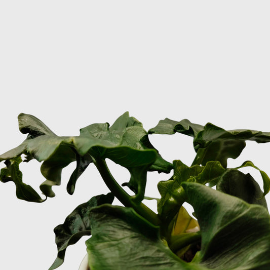 Rare Philodendron Atom | Compact Tropical Aroid Foliage Indoor Plant