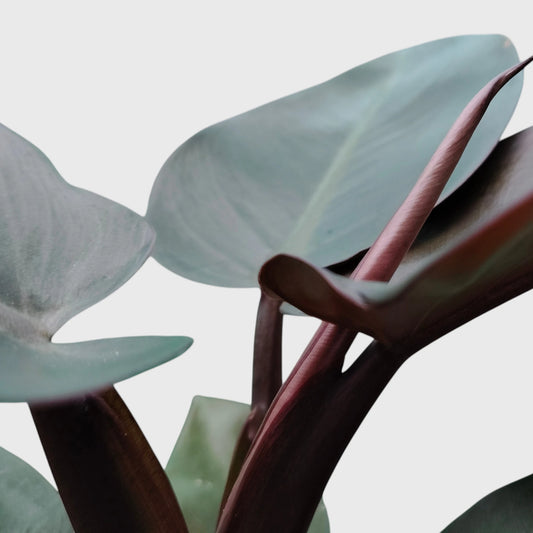 Rare Philodendron Black Cardinal | Well Rooted Mature Indoor Plant