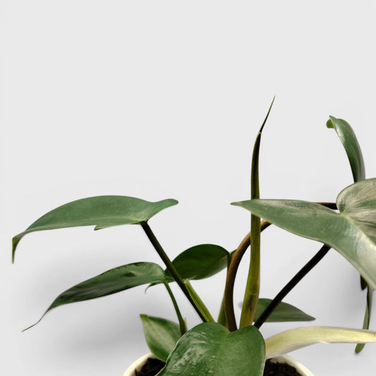 Philodendron Florida Beauty Non-Variegated – Premium Green Collector Philodendron