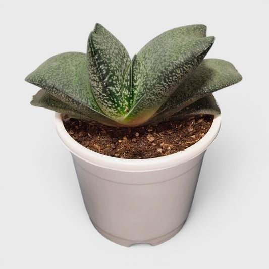 Gasteria Baylissiana – Rare Compact Succulent (Big Size, 10–12 cm) | Bare Rooted