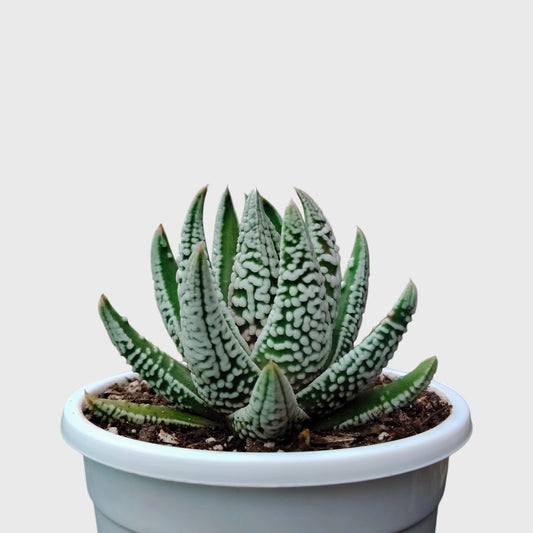 Super White Haworthia Pumila Tears of Angel Hybrid – Rare Premium Collector Succulent