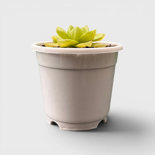 Golden Yellow Haworthia Cymbiformis Rare Variegated Succulent Plant | Perfect for Indoor Collections | Bare Rooted