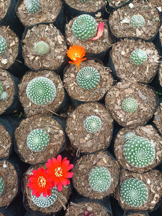 Rebutia Krainziana (Crown Cactus) – Colorful Blooming Cactus for Home, Office & Garden - My Store
