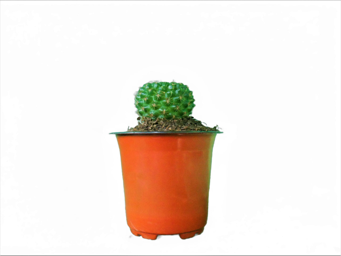 Rebutia Marsonerii Chronicles: Cactus Treasures - Available at Frek - My Store