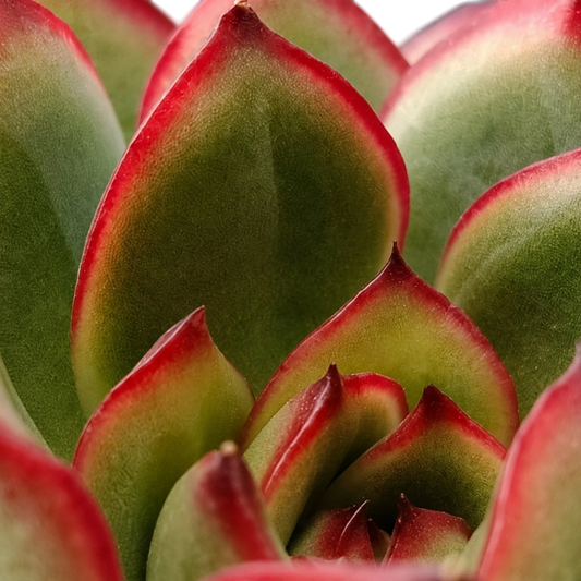 Echeveria Pulidonis – Red Edge Rosette Succulent | Premium Indoor & Balcony Plant