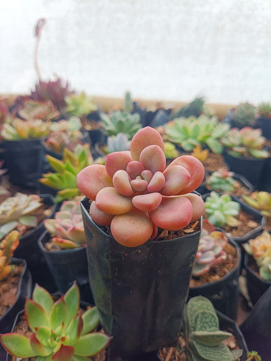 Red Moonstone Pachyphytum Oviferum: Serene Elegance at Unbeatable Prices! Grab Yours at Frek Now! – Bare-Rooted