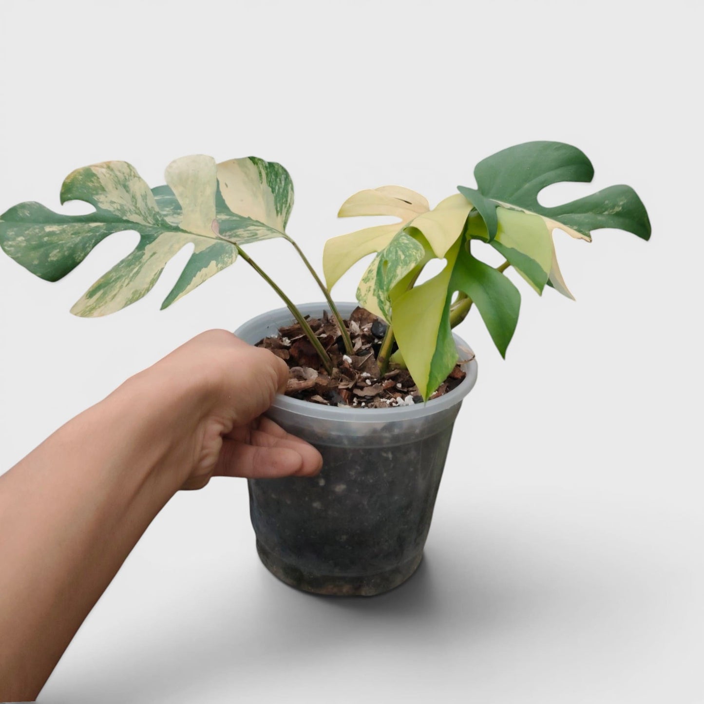 Mini Monstera Rhaphidophora Aurea Variegated (7–12 in) – Rare Collector Plant