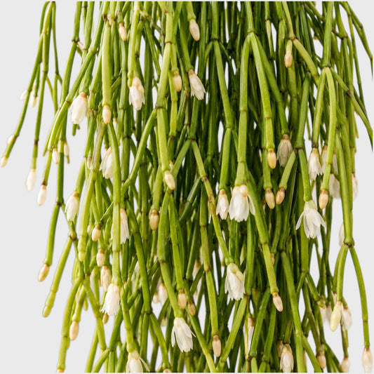 Mistletoe Cactus (Rhipsalis baccifera) | Well Rooted Mature Hanging Succulent Plant