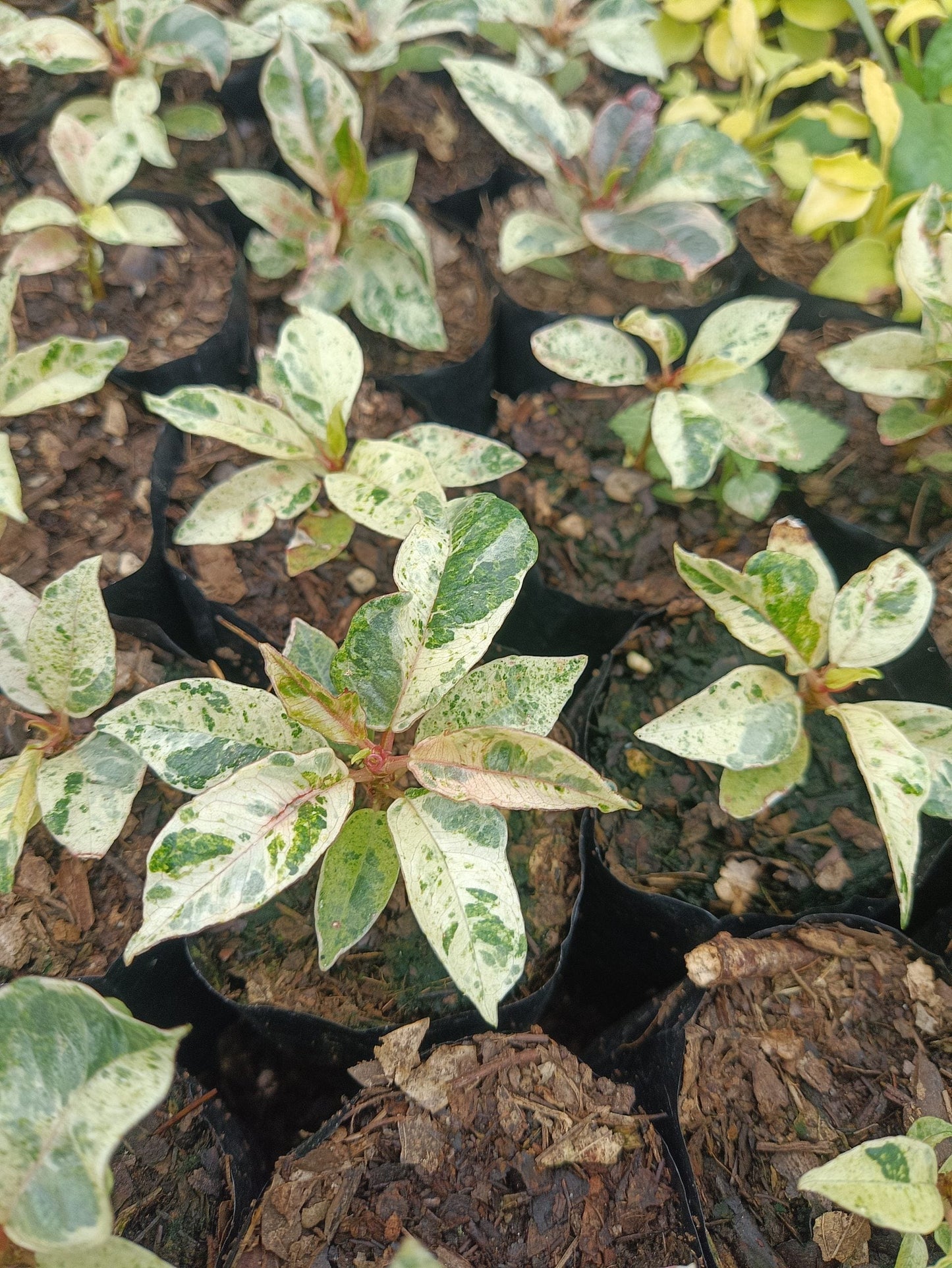 Rubber Bare-Rooted Plant Variegated: Get Your's at Frek!
