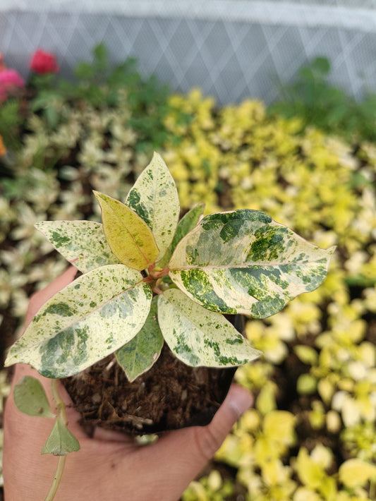 Rubber Bare-Rooted Plant Variegated: Get Your's at Frek!