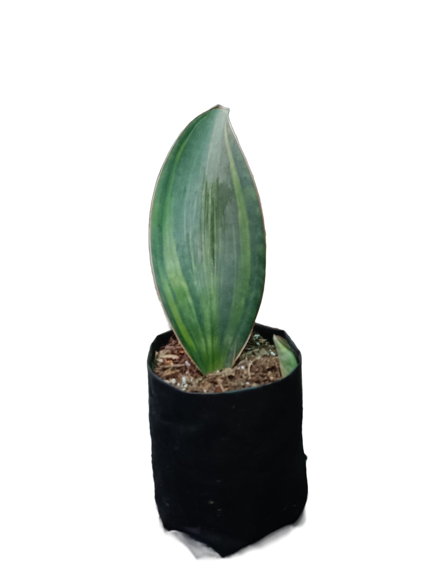 Sansevieria Masoniana Variegated (Whale Fin) – Mature Plant Over 1 Year Old | Rare Indoor Air-Purifying Plant – Bare-Rooted