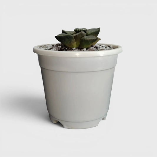 Rare Haworthia Green Picta Hybrid SR003 – Seed Grown Collector Succulent | Bare Rooted