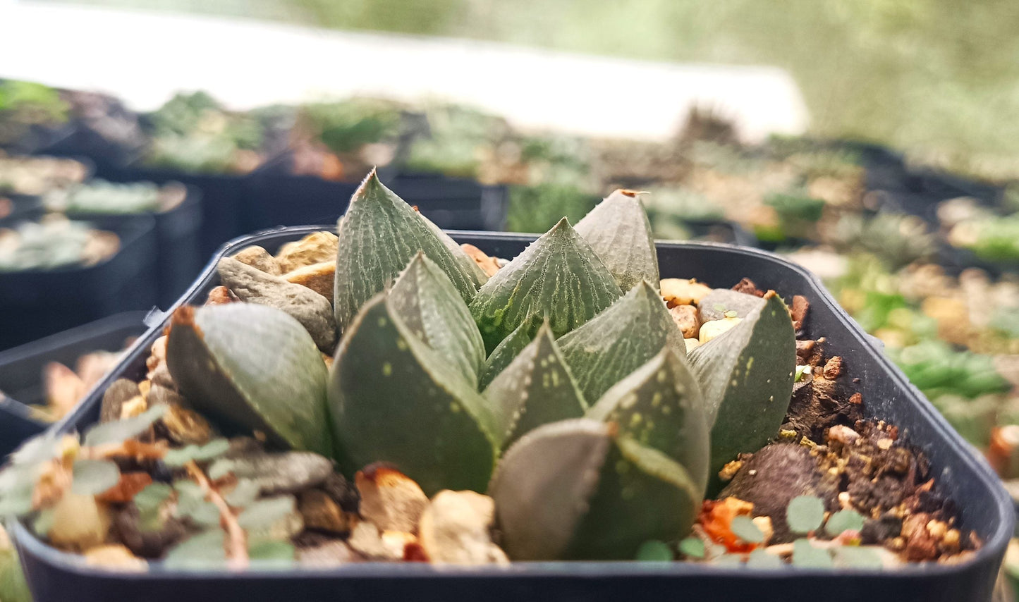 Seed Grown Haworthia Pygmaea Fusca: Elegant Miniature Succulent for Home, Office, and Garden - My Store