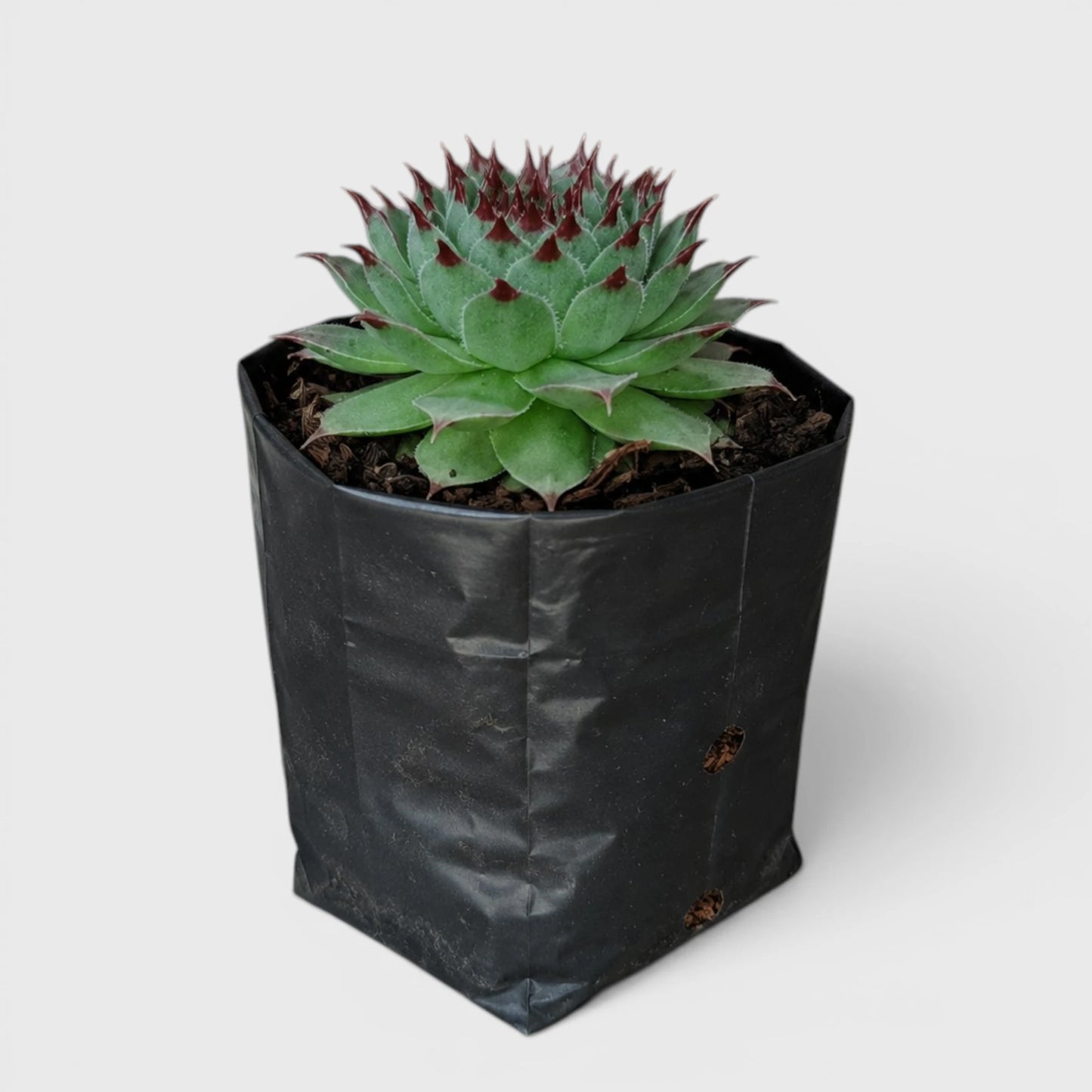 Laxmi Kamal Sempervivum Tectorum Red Tipped | Vastu Plant