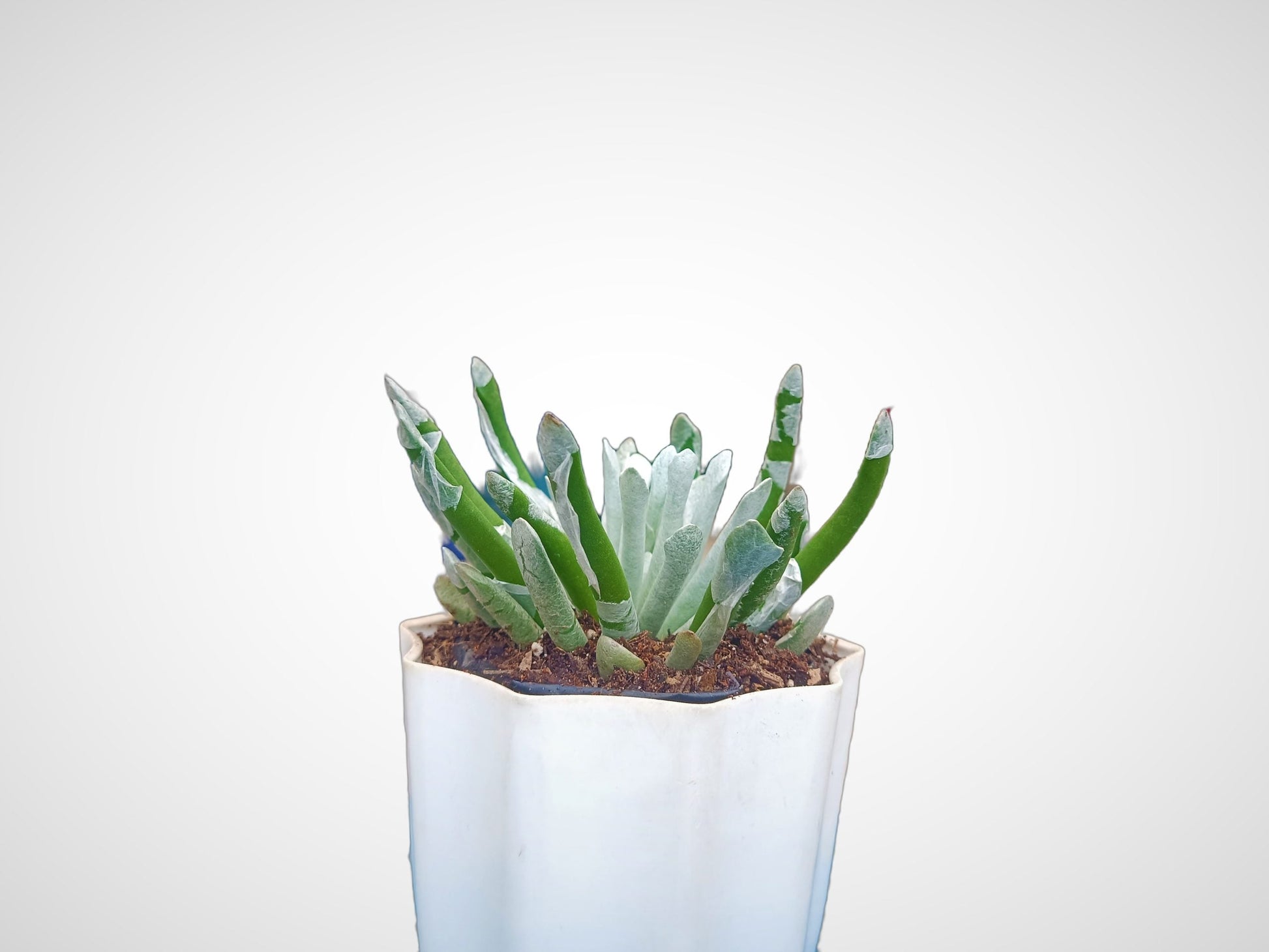 Silver Coral Senecio - Senecio scaposus Succulent Plant - My Store