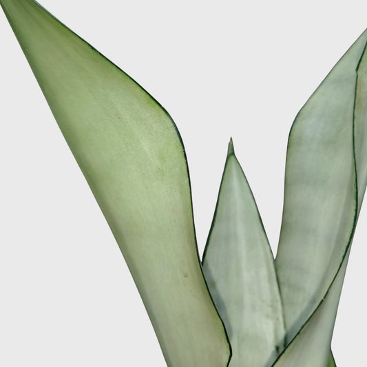 Sansevieria Trifasciata Moonshine Silver Snake Plant | Well Rooted Mature Air Purifying Indoor Plant