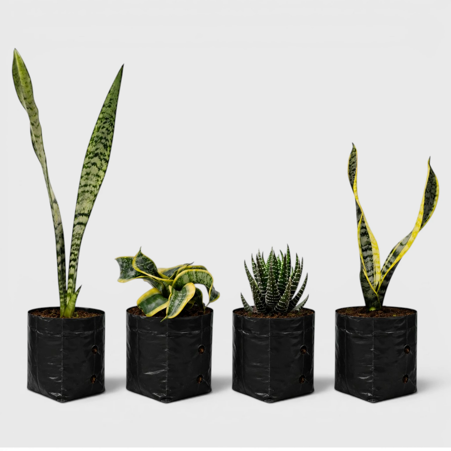Rare Air Purifying Indoor Plants Collection | 4 Well Rooted House Plants
