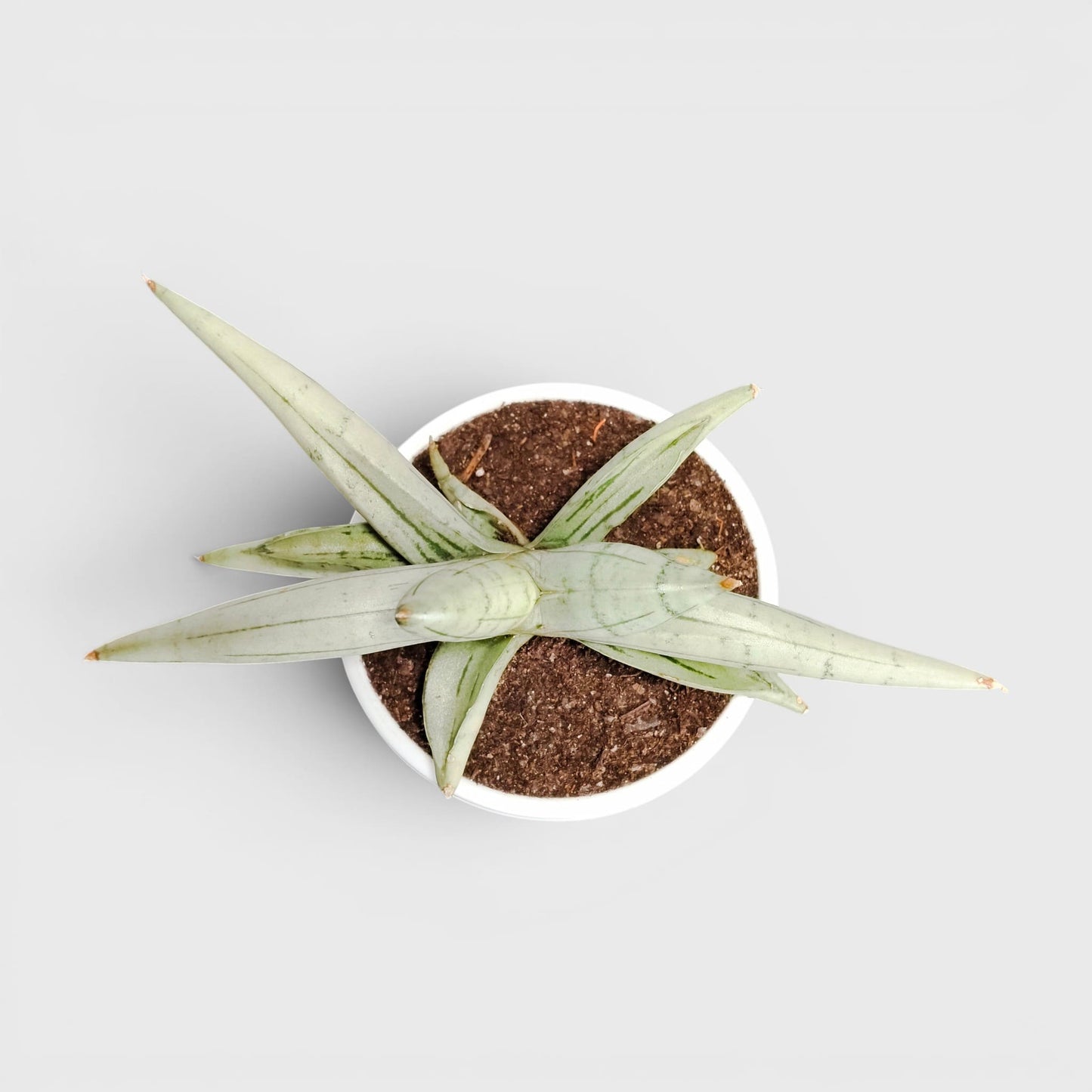 Sansevieria ‘Ice Man’ – Compact Air Purifying Snake Plant | Bare Rooted